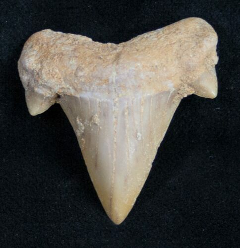 Fossil Mackeral Shark Tooth (Cretolamna) #10000